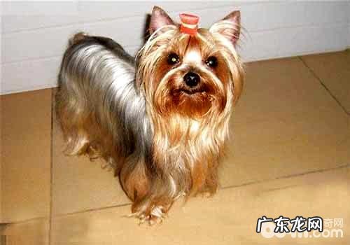 约克夏造型有什么?