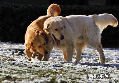 金毛怎么养,养金毛要注意什么？
