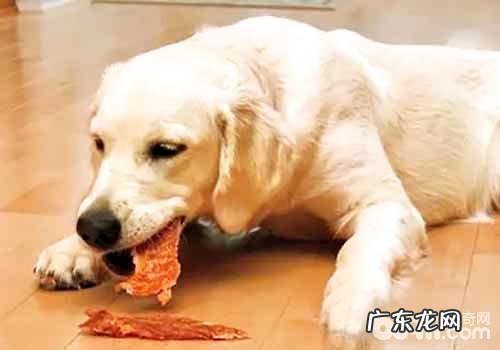 狗粮怎么选,选择犬粮要注意什么?