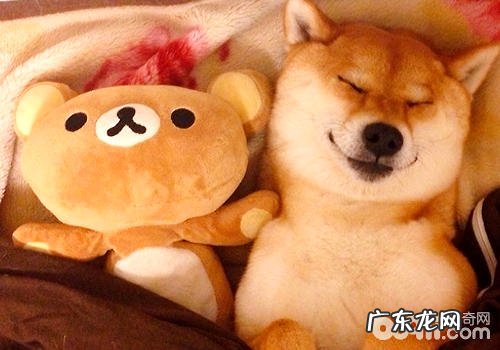 柴犬智商如何,柴犬聪明吗?