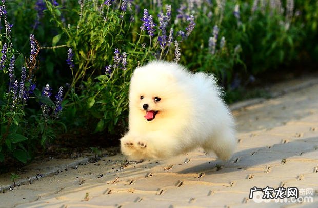 博美如何剪修头发