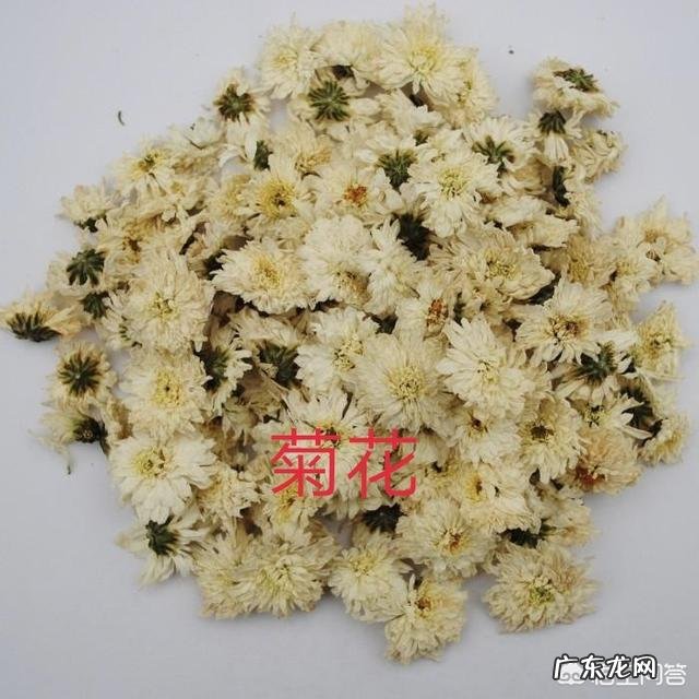 枸杞与蒲公英及菊花一起喝好吗 枸杞、大枣、菊花和蒲公英能一起泡茶喝吗?