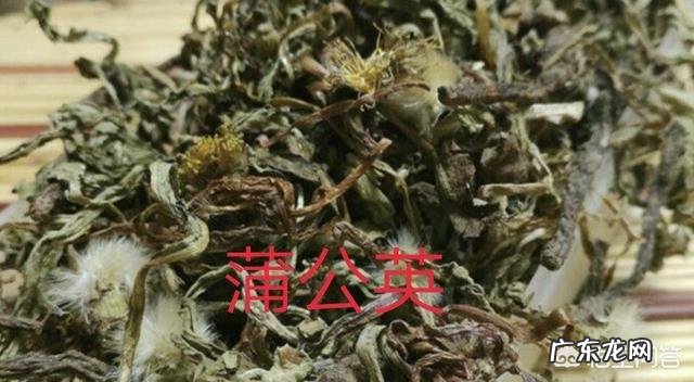 枸杞与蒲公英及菊花一起喝好吗 枸杞、大枣、菊花和蒲公英能一起泡茶喝吗?