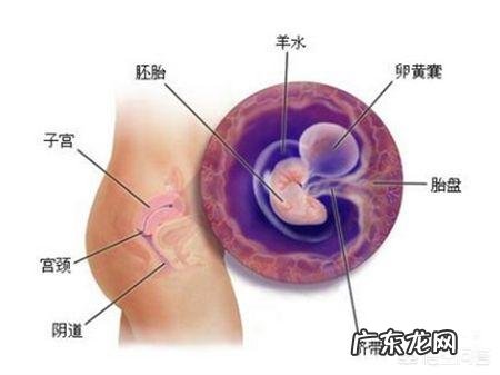 怀孕吃了孕妇禁用药胎儿能要吗 孕早期吃了孕妇禁用药物会致胎儿畸形吗?