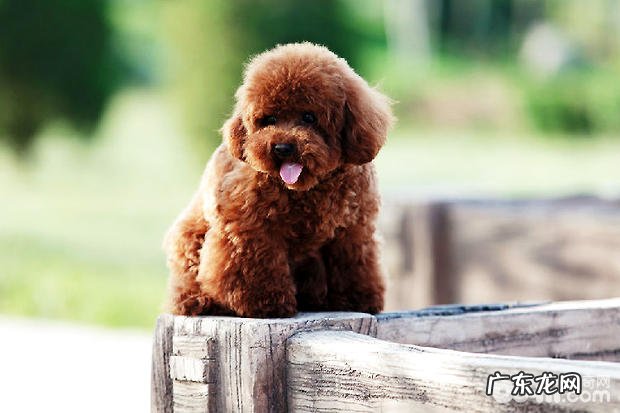 为何挑选泰迪犬 贵宾狗狗易养吗