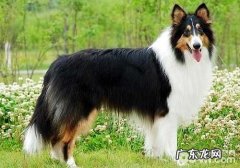 英国德牧犬价格行情？