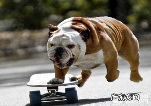 英国斗牛犬一只要多少钱?危害美国斗牛犬价格的要素有什么?