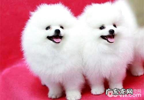 博美犬市场走势？一只要多少钱？