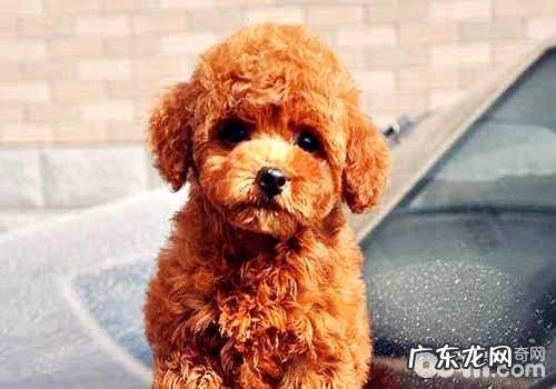 泰迪犬价格行情?如何选择一只能的泰迪犬