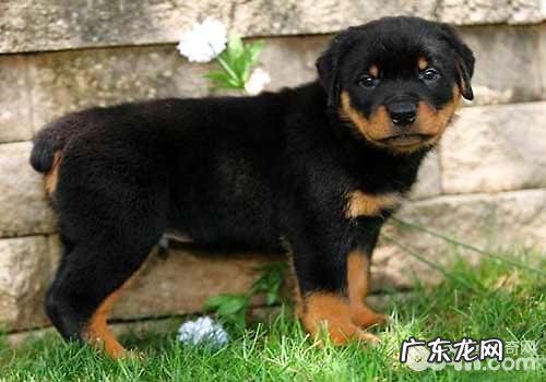 罗威纳犬多少钱一只？