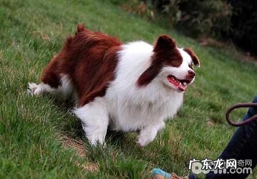 边境牧羊犬价格行情