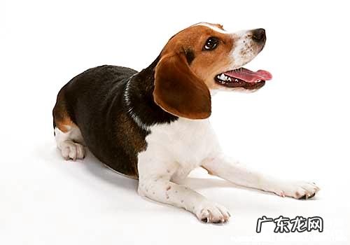 小狗价格行情大盘点