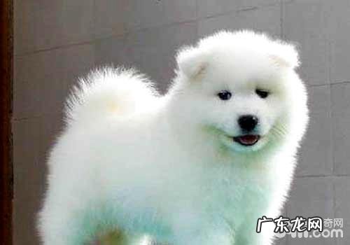 萨摩耶要多少钱？一般萨摩耶和纯种萨摩耶价格比较