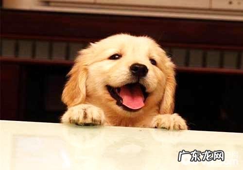 金毛幼犬价钱类型及影响因素