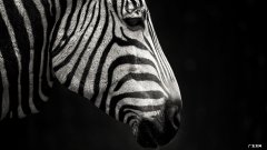 霸气十六字四字口号 口号标语之霸气的四字口号