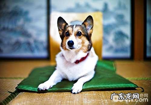 威尔士柯基价钱差别为何那么大？怎样选择一只能的柯基？