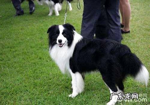 边境牧羊犬价钱大盘点