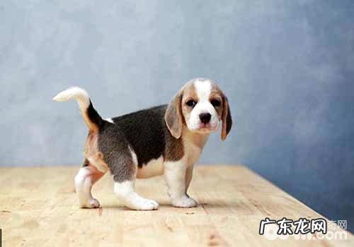 比熊犬多少钱一只?比熊犬有哪些优势？