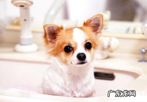 小型宠物犬强烈推荐 聚焦点六大受欢迎小型宠物犬