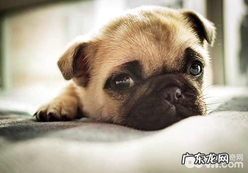 历数八哥犬的五大缺陷