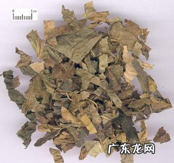 用桑叶、决明子、山楂泡水喝真能减肥吗？对身体有没有副作用？