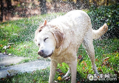 金毛有什么缺陷?