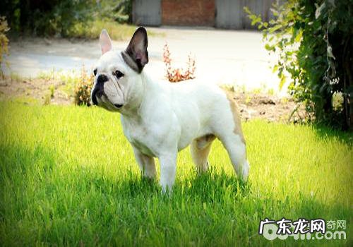 如何选择一只非纯种的法国斗牛犬?