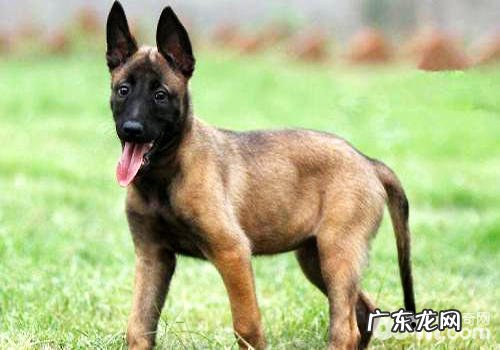 东德牧羊犬喂养常见问题,东德牧羊犬人均寿命多少钱?
