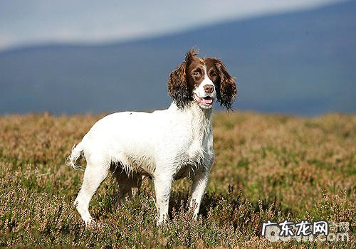 史宾格犬如何?高智商吗?