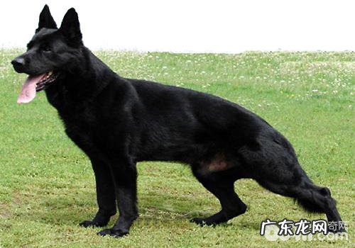 东德牧羊犬价钱剖析，东德牧羊犬多少钱一只？