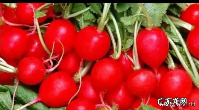 柿子跟香蕉哪个热量高 柿子、白面、土豆、香蕉，哪个食物可以在人体中转化为维生素a？