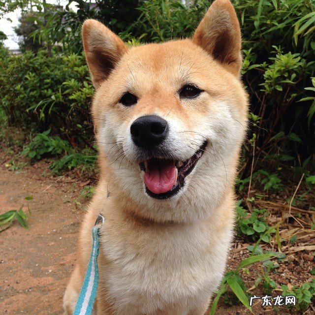 生姜红茶减肥法有效吗?适合哪种体质?