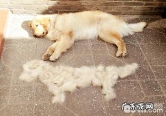 不掉毛的宠物犬有什么？这几类小狗任你选