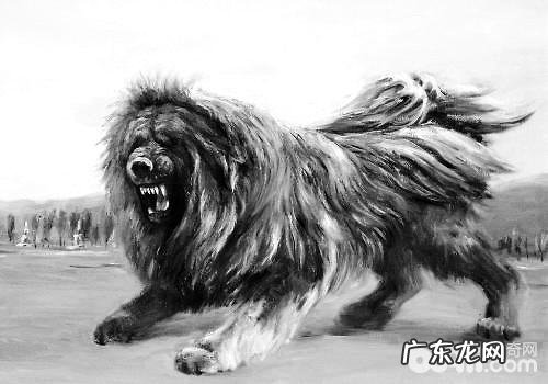 藏獒一只要多少钱?藏獒价格行情汇总