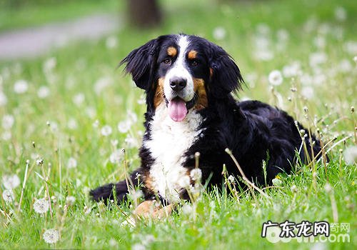 伯恩山犬详解,伯恩山犬好养吗?