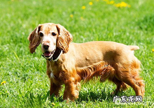 可卡犬怎么养?应当注意什么?