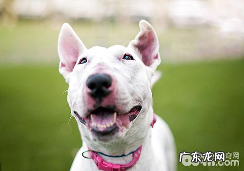 牛头梗价格行情汇总