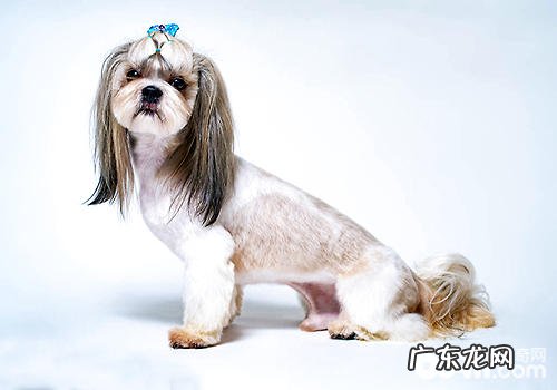 西施犬价格行情汇总,多少钱一只?