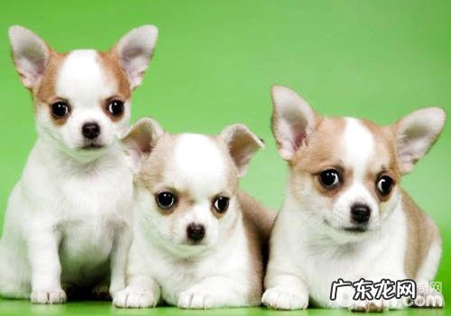 吉娃娃销售市场价格多少?