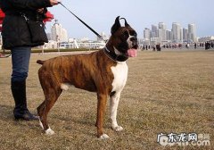 拳师犬价格行情大盘点，拳师犬多少钱一只