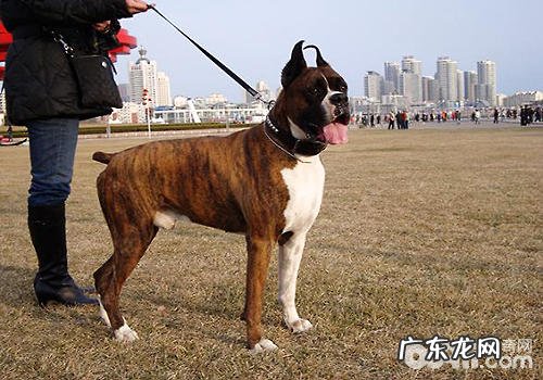 拳师犬价格行情大盘点,拳师犬多少钱一只