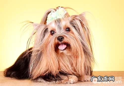 如何选择一只能的约克夏梗?教你这几个常用招式