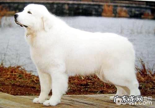 几类最合适家里养的大型狗