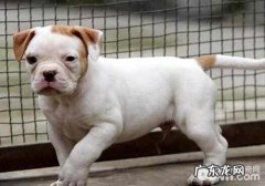 杜高犬性格详细介绍