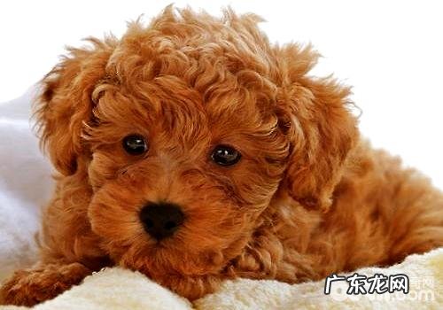 纯种泰迪犬多少钱一只?泰迪犬价格汇总