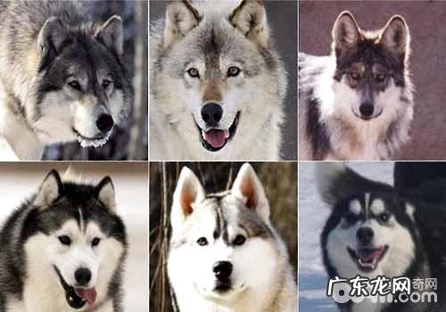 哈士奇和狼有什么不同?