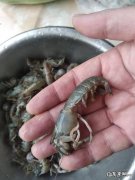 美团上史上最逗差评是什么 大家吃过的最差评食物是什么？