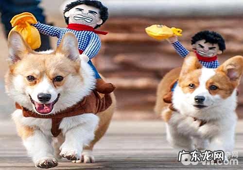 究竟需不需要给小狗穿着打扮呢?