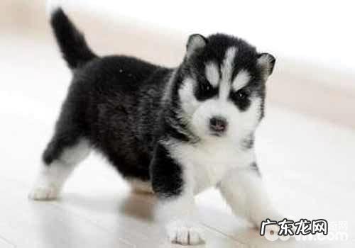 哈士奇喂养要注意什么,怎样饲养金毛?