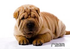 沙皮狗多少钱一只，沙皮狗价格全集